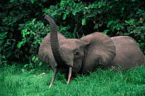 African forest elephant {Loxodonta cyclotis} with trunk raised, Loango National Park, Gabon