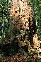 Large tropical tree trunk with man for size comparison, Mikongo tropical forest, Gabon