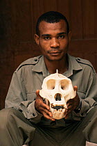 Man holds Lowland gorilla skull {Gorilla gorilla gorilla) Gabon