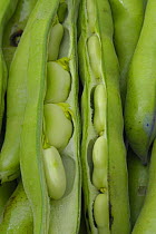 Broad Bean  (Vicia faba) pods split open with beans showing, ready to eat
