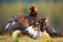Golden eagle (Aquila chrysaetos) sub-adult, mantling while scavenging from a red fox carcass, Scotland, UK, Captive