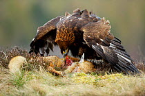 Golden eagle (Aquila chrysaetos) sub-adult, mantling while scavenging from a red fox carcass, Scotland, UK, Captive