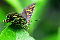 Common silverline butterfly {Cigaritis vulcanus} India