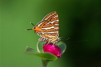 Common silverline butterfly {Cigaritis vulcanus} India