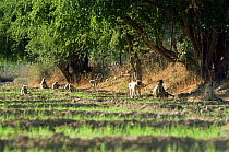Southern plains grey / Hanuman langur {Semnopithecus dussumieri} male troop feeding in crop field, India