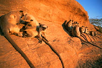 Southern plains grey / Hanuman langur {Semnopithecus dussumieri} family group mutual grooming alongside troop sunning themselves, Thar desert, Rajasthan, India