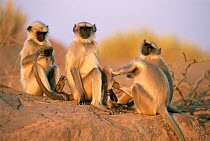 Southern plains grey / Hanuman langur {Semnopithecus dussumieri} group grooming, India