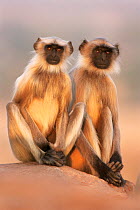 Southern plains grey / Hanuman langur {Semnopithecus dussumieri} two adolescents sitting, Thar desert, Rajasthan, India Not available for ringtone/wallpaper use.