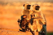 Southern plains grey / Hanuman langur {Semnopithecus dussumieri} two mothers with young of different ages, Thar desert, Rajasthan, India