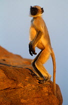 Southern plains grey / Hanuman langur {Semnopithecus dussumieri} juvenile standing, looking out, Thar desert, Rajasthan, India