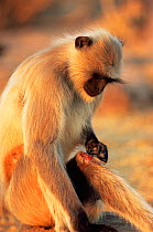 Southern plains grey / Hanuman langur {Semnopithecus dussumieri} male tends wound after fight with alpha male, Thar desert, Rajasthan, India