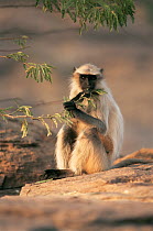 Hanuman langur {Presbytis entellus} juvenile feeding on acacia leaves, Thar desert, Rajasthan, India