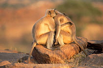 Southern plains grey / Hanuman langur {Semnopithecus dussumieri} adult females embracing, Thar desert, Rajasthan, India