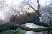 Rhesus macaques {Macaca mulatta} huddled on branch for warmth at dawn, Keoladeo Ghana NP, Rajasthan, India