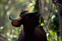 Wild gaur, female feeding {Bos gaurus} endangered, Bandhavgarh NP, Madhya Pradesh, India