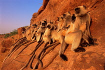 Southern plains grey / Hanuman langur {Semnopithecus dussumieri} group sunning on rock, Thar desert, Rajasthan, India