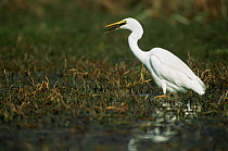 Intermediate egret {Egretta intermedia} Keoladeo Ghana NP, Bharatpur, Rajasthan, India