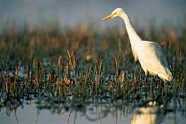 Intermediate egret {Egretta intermedia} Keoladeo Ghana NP, Bharatpur, Rajasthan, India