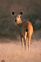 Indian sambar deer {Cervus unicolor} Ranthambore NP, Rajasthan, India