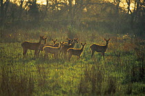 Barasingha / Swamp deer {Cervus duvaucelli} Kaziranga NP, Assam, India