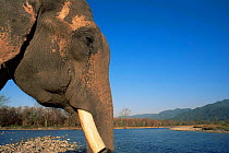 Indian elephant {Elephas maximus} Manas NP, Assam, India