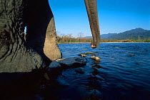 Indian elephant {Elephas maximus} close up of trunk and feet at water edge,  Manas NP, Assam, India