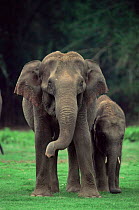 Indian elephant {Elephas maximus} mother and young, Nagarhole NP, Karnataka, India