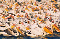 Eastern white pelicans {Pelecanus onocrotalus} communal fishing, Keoladeo Ghana NP, Bharatpur, Rajasthan, India.