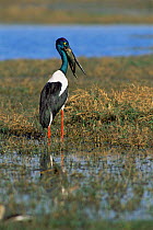 Black necked stork {Ephippiorhynchus asiaticus} swallowing fish, Keoladeo Ghana NP, Bharatpur, Rajasthan, India