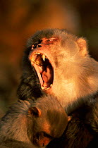 Rhesus macaque {Macaca mulatta} alpha male yawning, Keoladeo Ghana NP, Rajasthan, India