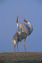 Sarus cranes {Grus antigone} pair displaying, unison call, Keoladeo Ghana NP, Bharatpur, Rajasthan, India