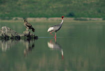 Sarus crane {Grus antigone} and immature Pallas fish eagle {Haliaeetus leucoryphus}, North India