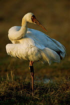 Great white / Siberian crane {Grus leucogeranus} endangered, captive reared and released with radio transmitter, Keoladeo Ghana NP, Bharatpur, Rajasthan, India, 1999