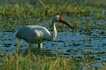 Great white / Siberian crane feeding in wetland {Grus leucogeranus} endangered, captive reared and released, Keoladeo Ghana NP, Bharatpur, Rajasthan, India, 1999