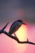Black crowned night heron {Nycticorax nycticorax} sunset, Keoladeo Ghana NP, Bharatpur, Rajasthan, India