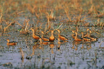 Indian / Lesser whistling ducks {Dendrocygna javanica}  Keoladeo Ghana NP, Bharatpur, Rajasthan, India