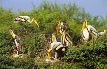 Painted storks {Mycteria leucocephala} nesting colony, Keoladeo Ghana / Bharatpur NP, Rajasthan, India
