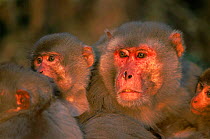Rhesus macaque {Macaca mulatta} alpha male with juveniles, Keoladeo Ghana NP, Bharatpur, Rajasthan, India