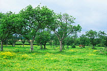 Apple orchard {Malus domesticus} with horses grazing, Upton Snodsbury, Worcestershire, UK.