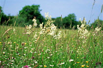 Summer meadow with flowering Dropwort {Filipendula vulgaris} Evesham, Worcestershire, UK.