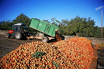 Tractor unloading apples harvested for cider production, Westons Cider, Worcestershire, UK.