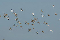 Black tailed Godwit {Limosa limosa} flock, and Avocets ,Norfolk, UK.