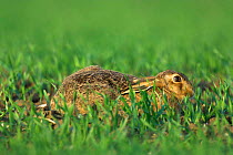 Brown hare {Lepus europaeus} concealing itself in winter wheat field, Norfolk, UK.