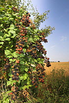 Bramble / Blackberry bush {Rubus plicatus} on field edge with ripening fruit, UK.