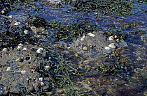 Wrack and Limpets {Patella sp.} exposed at low tide, UK.