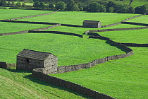 Yorkshire Dales barns with dry stone walls, UK.