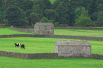 Yorkshire dales barns with dry stone walls and cows, UK.