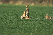 Brown Hare {Lepus europaeus} boxing during breeding season, on winter wheat, Norfolk, Uk, Spring