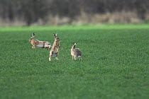 Brown Hares {lepus europaeus} group mating behaviour on winter wheat, Norfolk, UK.