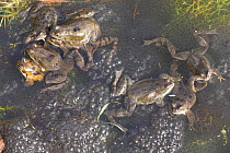 Common frogs {Rana temporaria} mating in garden pond surrounded by frogspawn, UK.